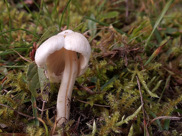 vláknica Inocybe sp.