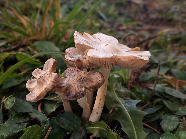 vláknica Inocybe sp.