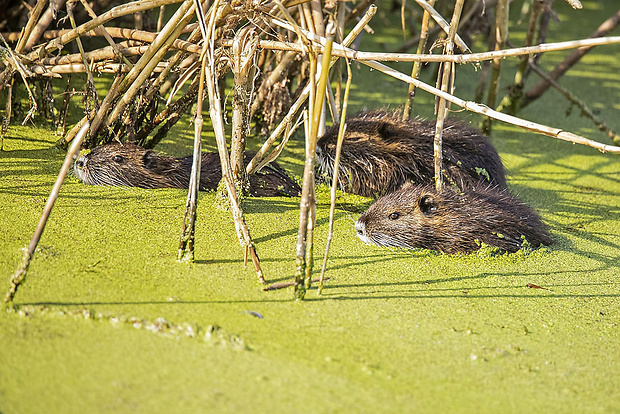 nutria riečna  Myocastor coypus