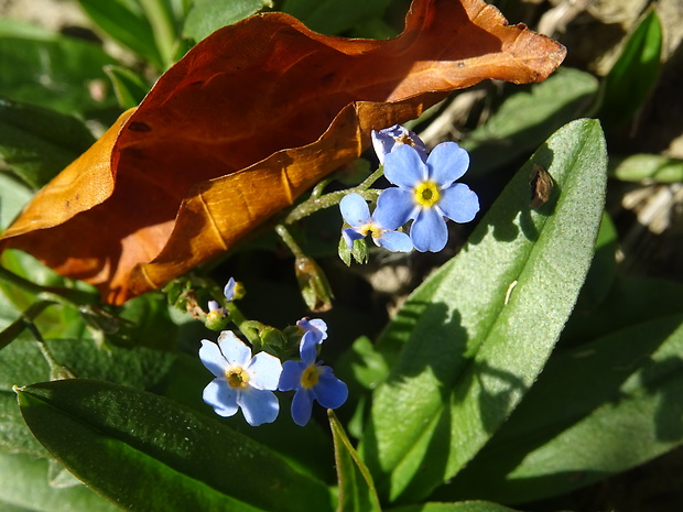 nezábudka Myosotis sp.