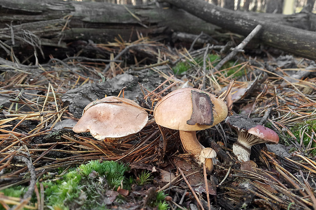 masliak kravský + sliziak ružový Suillus bovinus + Gomphidius roseus (Pers.) Roussel