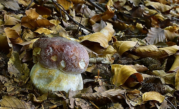 hríb sosnový Boletus pinophilus Pil. et Dermek in Pil.