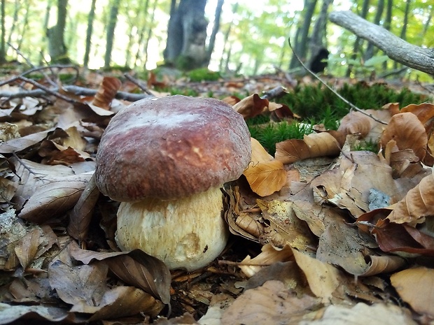 hríb sosnový Boletus pinophilus Pil. et Dermek in Pil.