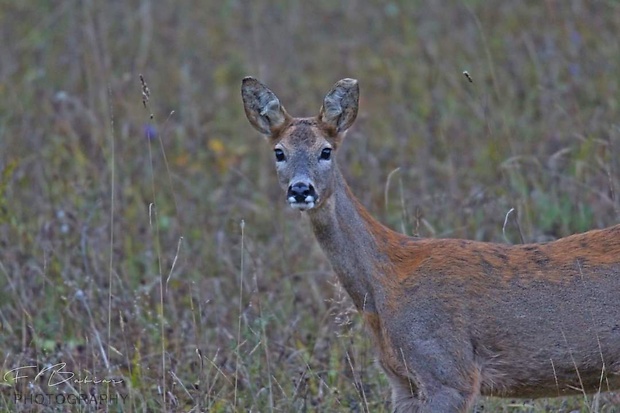 srna lesná  Capreolus capreolus