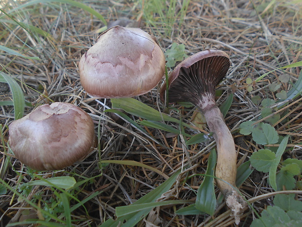 sliziak lepkavý Chroogomphus rutilus (Schaeff.) O.K. Mill.