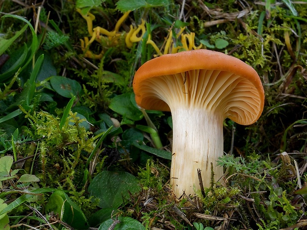 lúčnica statná Cuphophyllus pratensis (Fr.) Bon