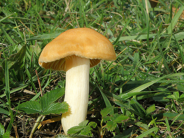 lúčnica statná Cuphophyllus pratensis (Fr.) Bon