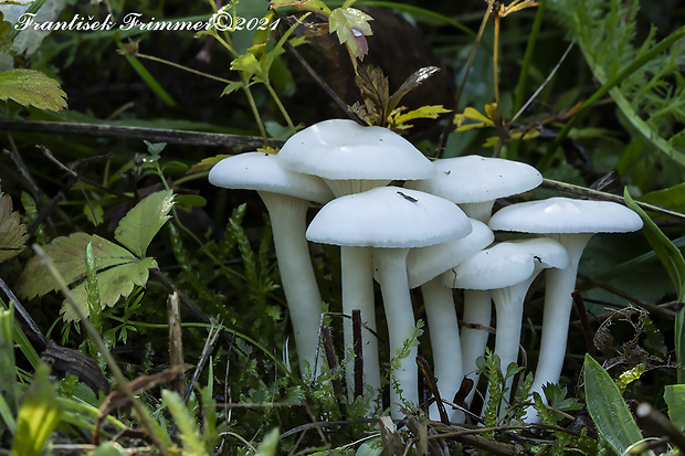 lúčnica snehobiela Cuphophyllus virgineus (Wulfen) Kovalenko