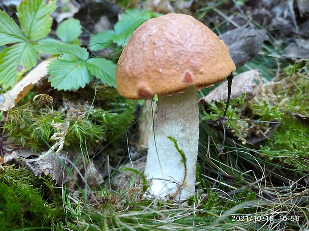 kozák osikový Leccinum albostipitatum den Bakker & Noordel.