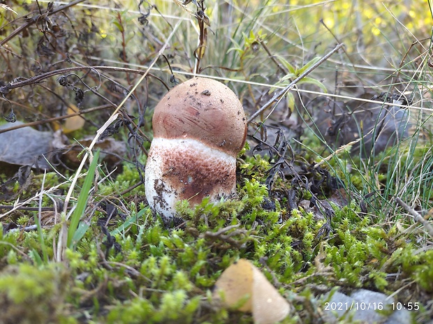 kozák dubový Leccinum aurantiacum (Bull.) Gray