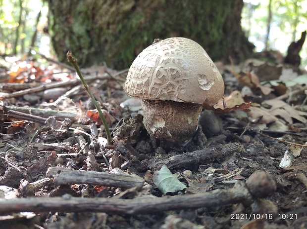 kozák topoľový Leccinum duriusculum (Schulzer ex Kalchbr.) Singer