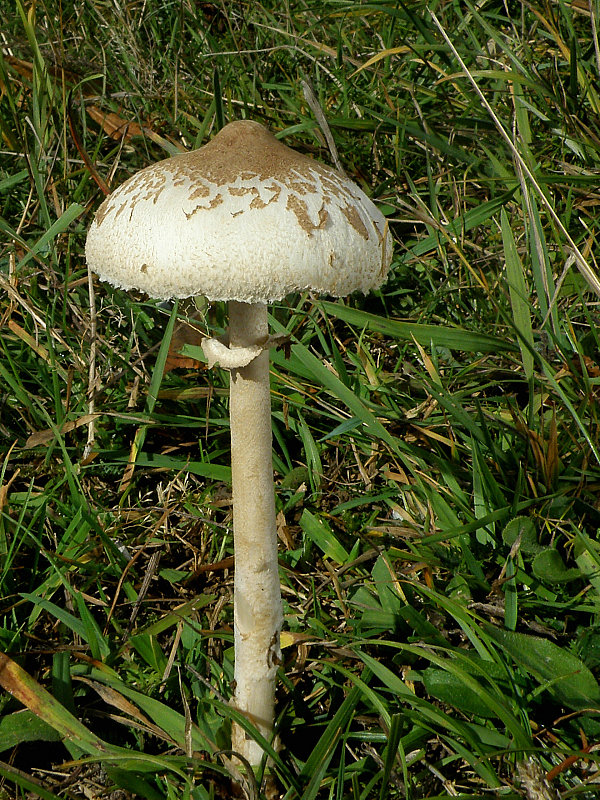 bedľa štíhla Macrolepiota mastoidea (Fr.) Singer