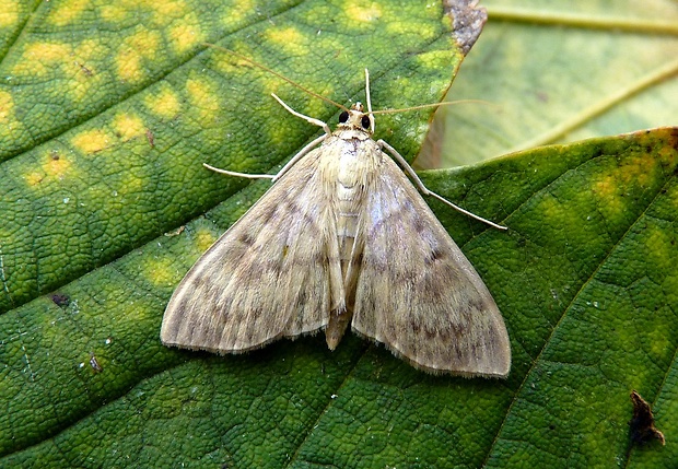 vijačka žhľavová Pleuroptya ruralis