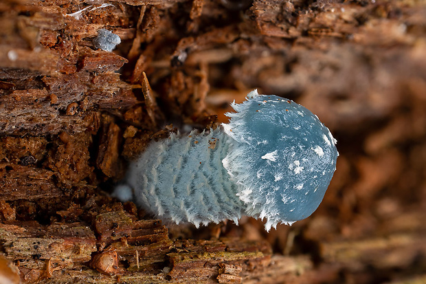 golierovka zelenkastá Stropharia aeruginosa (Curtis) Quél.