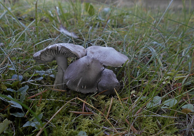 čírovka zemná Tricholoma terreum (Schaeff.) P. Kumm.