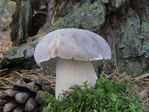 hríb smrekový Boletus edulis Bull.