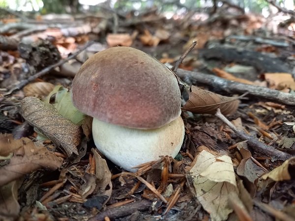 hríb sosnový Boletus pinophilus Pil. et Dermek in Pil.