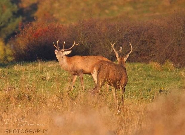 jeleň lesný  Cervus elaphus