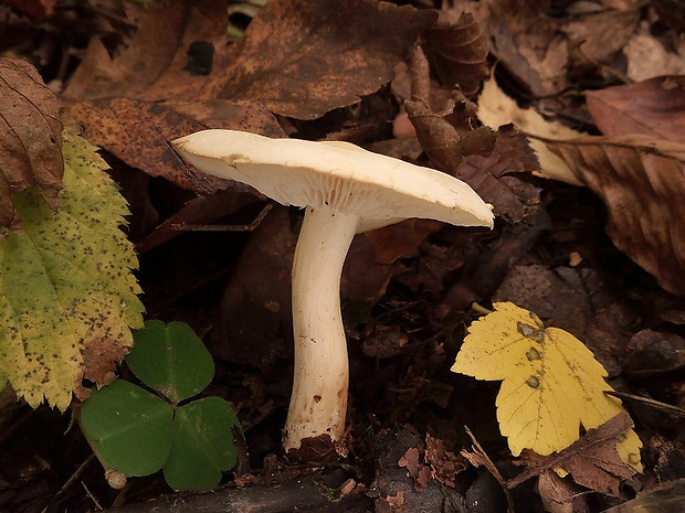 strmuľka Clitocybe sp.