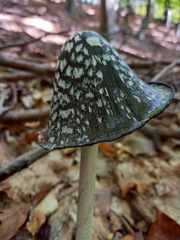 hnojník strakatý Coprinopsis picacea (Bull.) Redhead, Vilgalys & Moncalvo