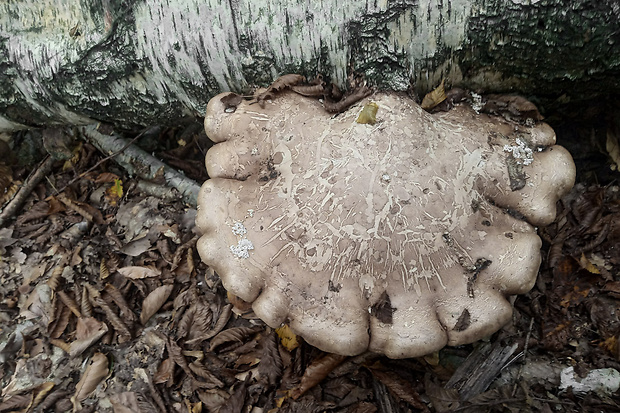 brezovník obyčajný Fomitopsis betulina (Bull.) B.K. Cui, M.L. Han & Y.C. Dai