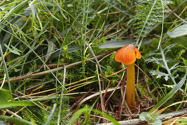 lúčnica kužeľovitá Hygrocybe conica (Schaeff.) P. Kumm.