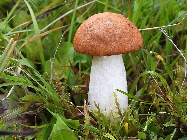 kozák osikový Leccinum albostipitatum den Bakker & Noordel.