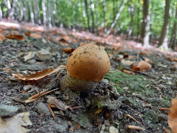 kozák dubový Leccinum aurantiacum (Bull.) Gray