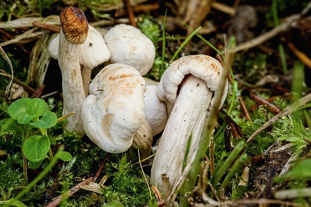 peniazovka škvrnitá Rhodocollybia maculata (Alb. & Schwein.) Singer