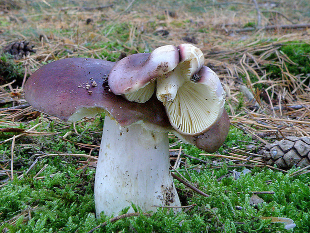 plávka Russula sp.