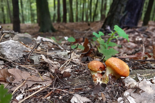 masliak smrekovcový Suillus grevillei (Klotzsch) Singer