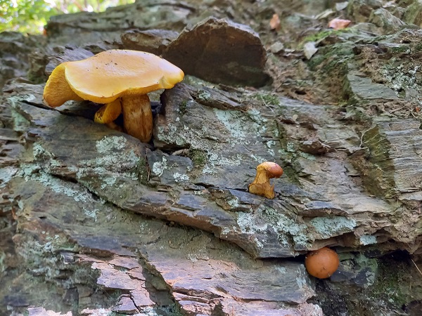 masliak smrekovcový  Suillus grevillei (Klotzsch) Singer