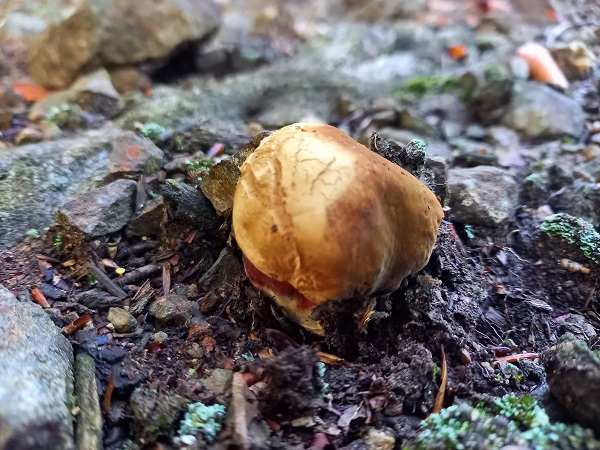 hríb zrnitohlúbikový Sutorius luridiformis (Rostk.) G. Wu & Zhu L. Yang