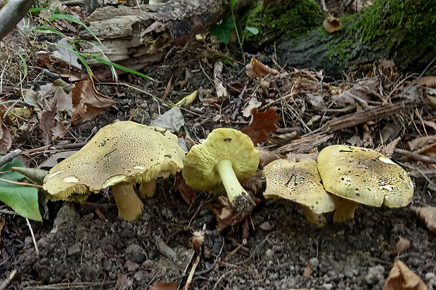 čírovka osiková Tricholoma frondosae Kalamees & Shchukin