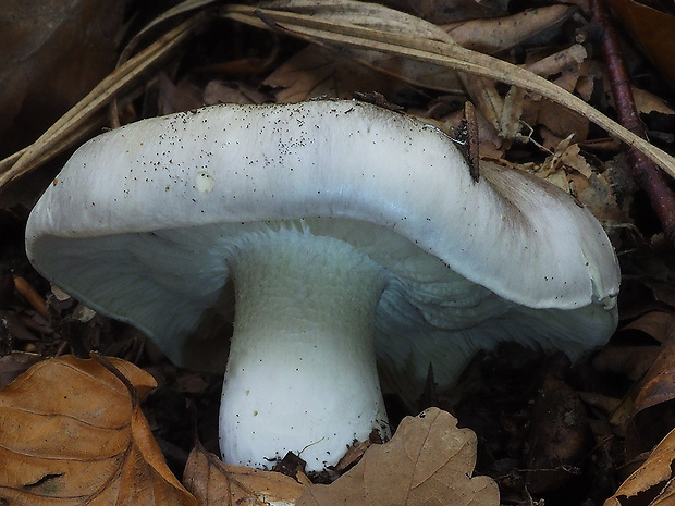 čírovka sivá Tricholoma portentosum (Fr.) Quél.