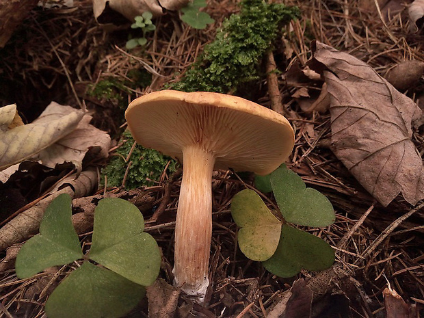 čírovec ozdobný Tricholomopsis decora (Fr.) Singer