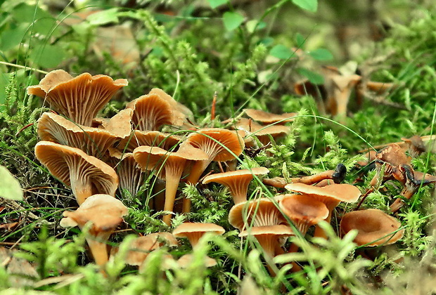 kuriatko lievikovité Craterellus tubaeformis (Fr.) Quél.