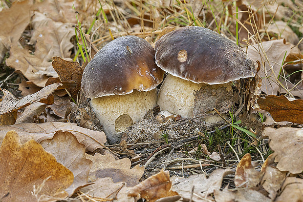 hríb smrekový Boletus edulis Bull.