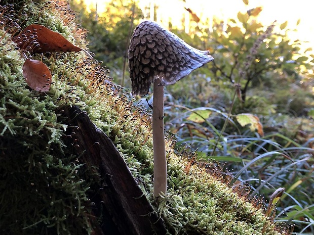 hnojník strakatý Coprinopsis picacea (Bull.) Redhead, Vilgalys & Moncalvo