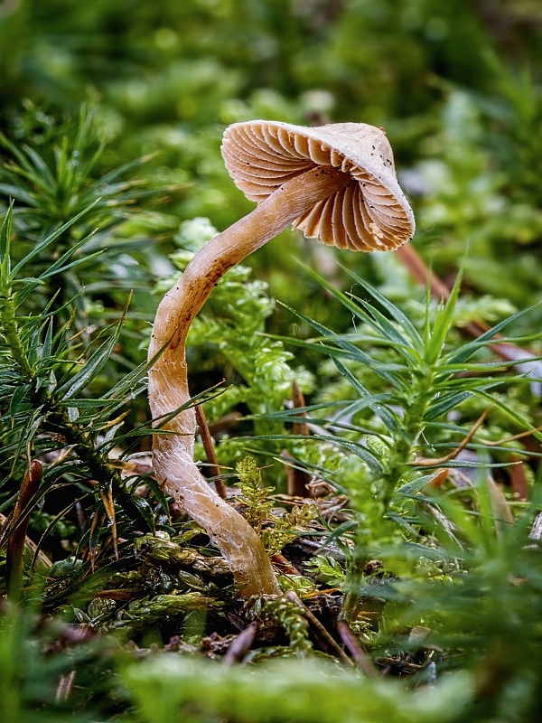 pavučinovec Cortinarius sp.