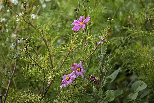 krasuľka perovitá Cosmos cf. bipinnatus Cav.