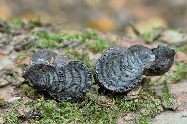 daldínia Daldinia sp.