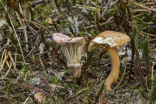 sliziak ružový Gomphidius roseus (Fr.) Oudem.