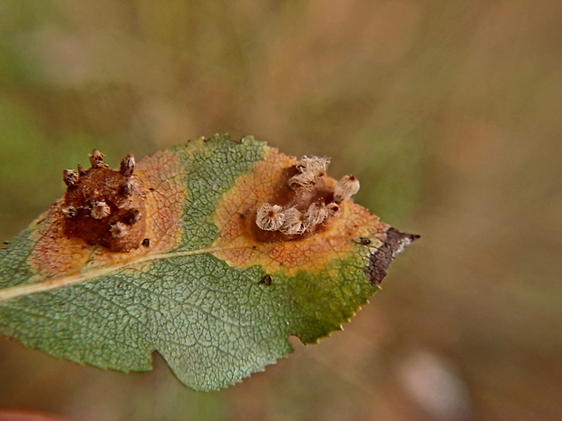 hrdzavka hrušková Gymnosporangium sabinae (Dicks.) G. Winter