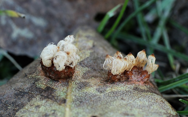 hrdzavka hrušková Gymnosporangium sabinae (Dicks.) G. Winter