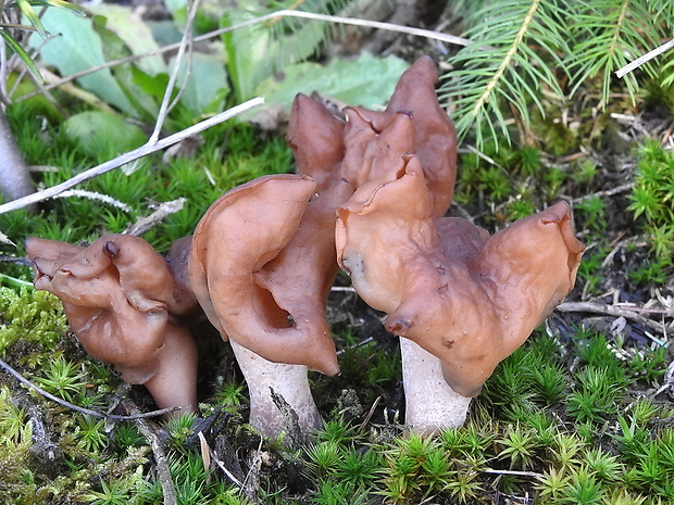 ušiak mitrovitý Gyromitra infula (Schaeff.) Quél.