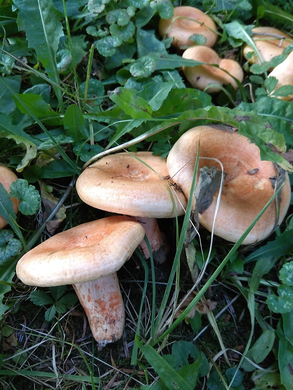 rýdzik jedľový Lactarius salmonicolor R. Heim & Leclair