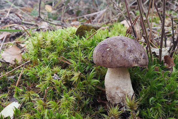 kozák sivohnedý Leccinum cyaneobasileucum Lannoy & Estadès