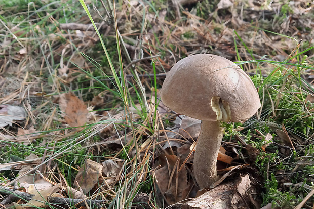 kozák brezový Leccinum scabrum (Bull.) Gray