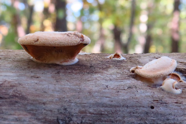 hlivník hniezdovitý Phyllotopsis nidulans (Pers.) Singer